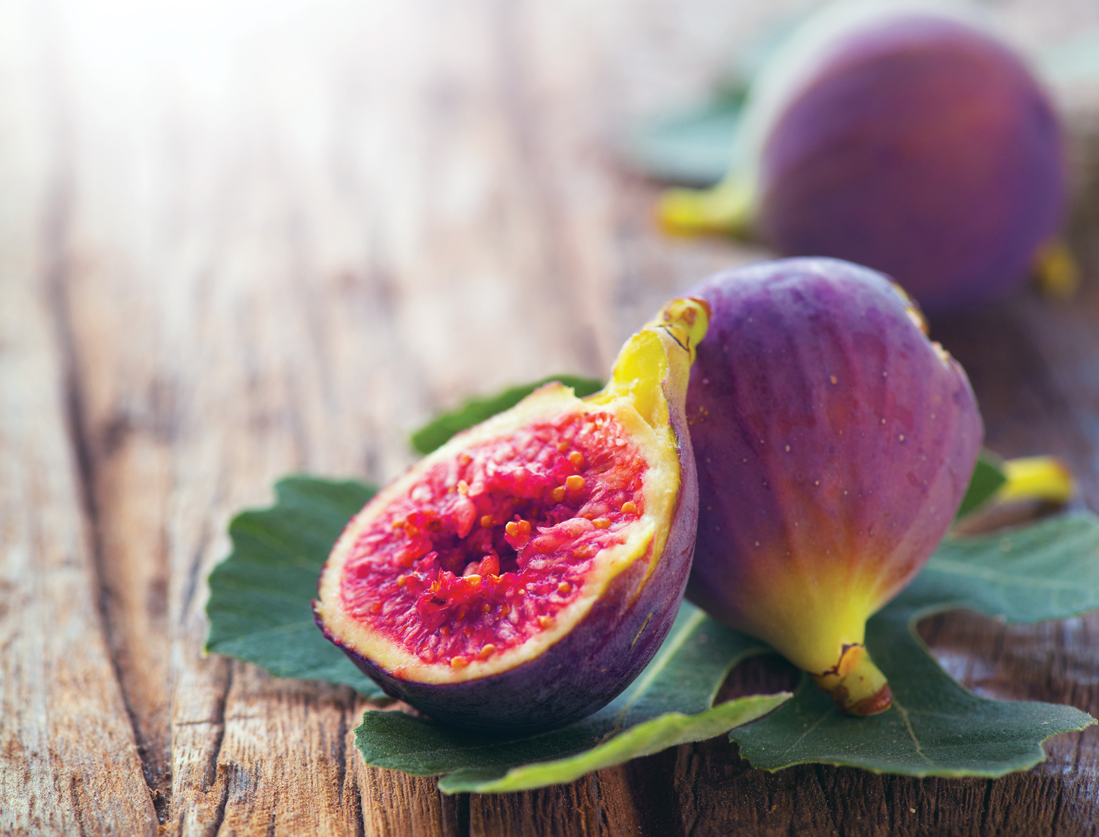 Fig Fruit Tree Fig Fruit Tree
